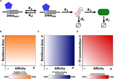 Short Residence Times of DNA-Bound Transcription Factors Can Reduce Gene Expression Noise and Increase the Transmission of Information in a Gene Regulation System